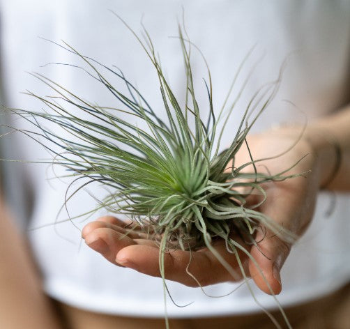 Air Plant