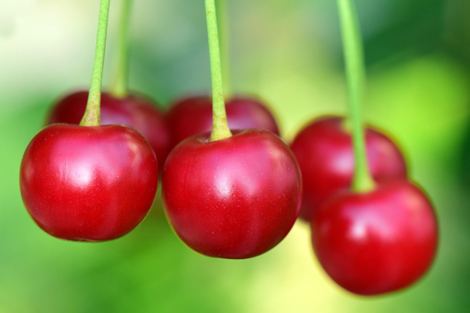 Cherry (Fruit)