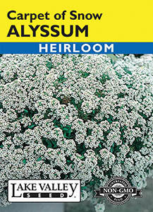 ALYSSUM CARPET OF SNOW