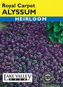 ALYSSUM ROYAL CARPET  HEIRLOOM