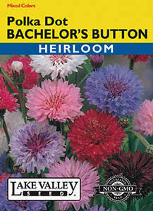 BACHELOR'S BUTTON POLKA DOT MIXED COLORS  HEIRLOOM