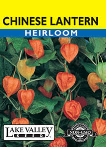 CHINESE LANTERN  HEIRLOOM