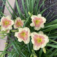 Hemerocallis "When My Sweetheart Returns" Daylily