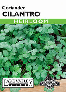 CILANTRO CORIANDER  HEIRLOOM