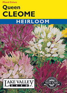 CLEOME QUEEN MIX  HEIRLOOM