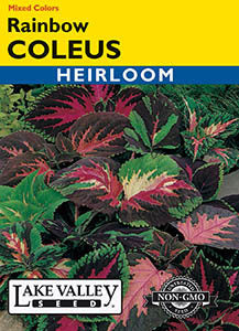 COLEUS RAINBOW MIXED COLORS