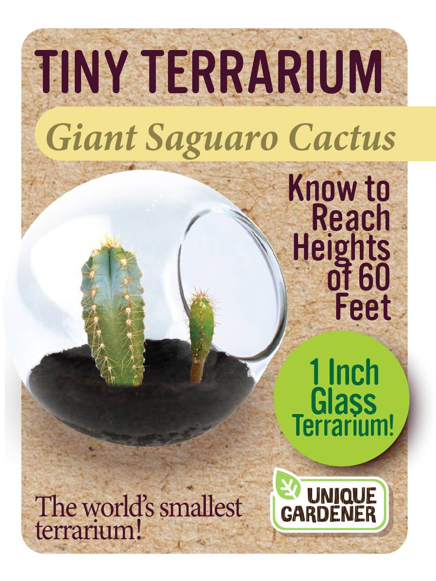 Tiny Terrarium Cactus