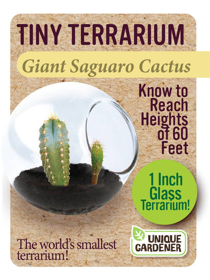 Tiny Terrarium Cactus