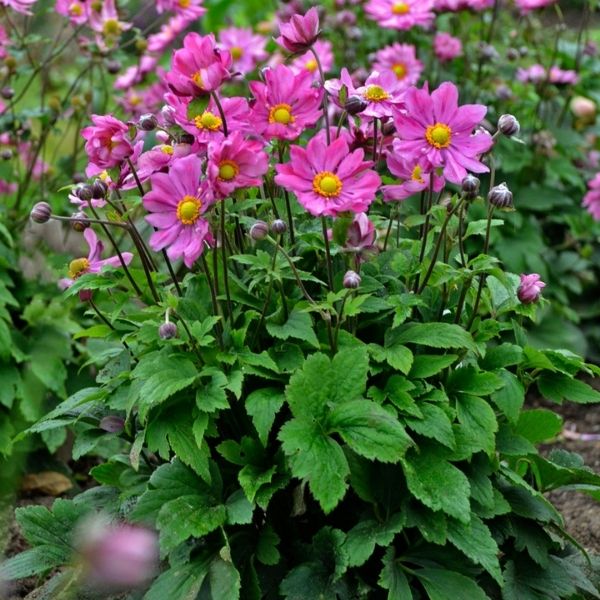 Anemone 'Curtain Call' Japanese Wind Flower