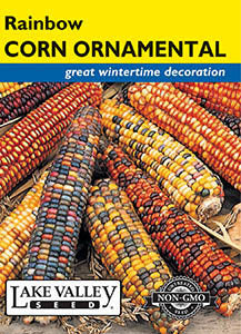 CORN ORNAMENTAL RAINBOW