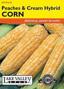 CORN SWEET PEACHES & CREAM HYBRID