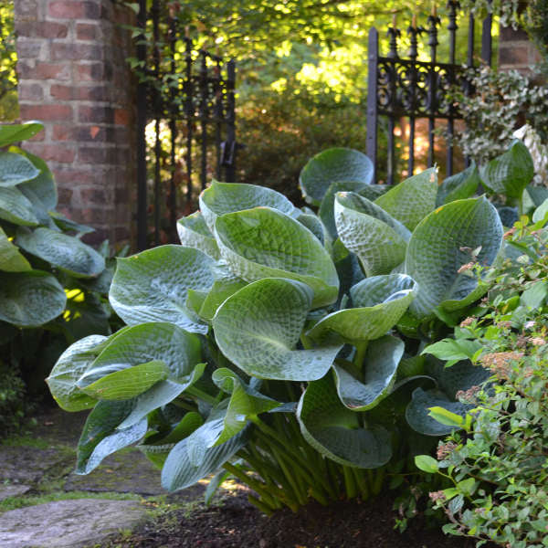 Hosta Abiqua 'Drinking Gourd'