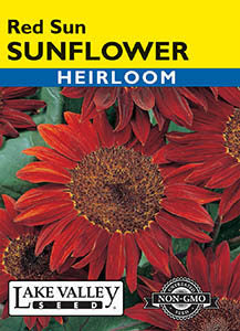 SUNFLOWER RED SUN   HEIRLOOM