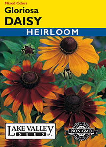 DAISY GLORIOSA MIXED COLORS  HEIRLOOM