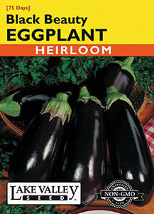 EGGPLANT BLACK BEAUTY  HEIRLOOM