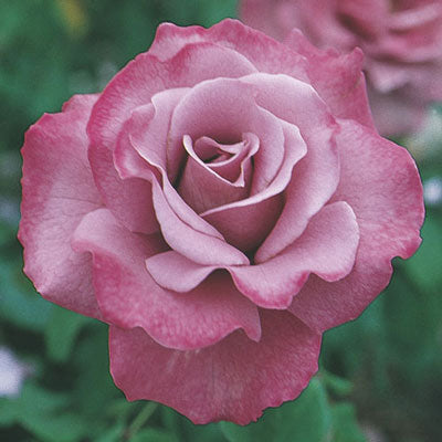 Rose - Angel Face Floribunda Medium Lavender