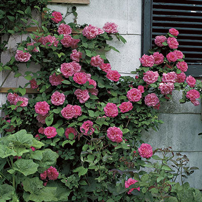 Rose - Zéphirine Drouhin