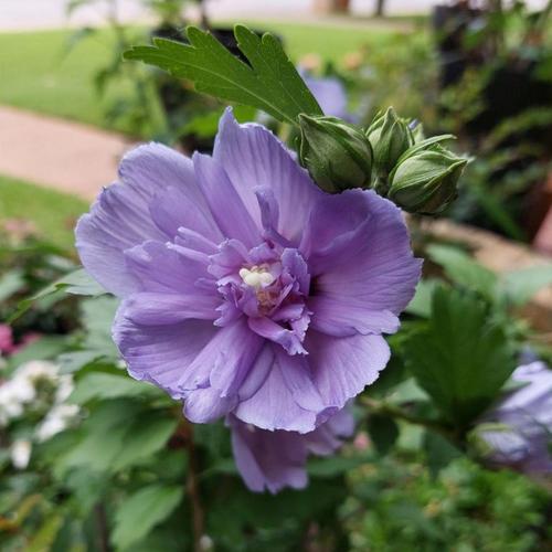 Rose of Sharon - Blue Chiffon