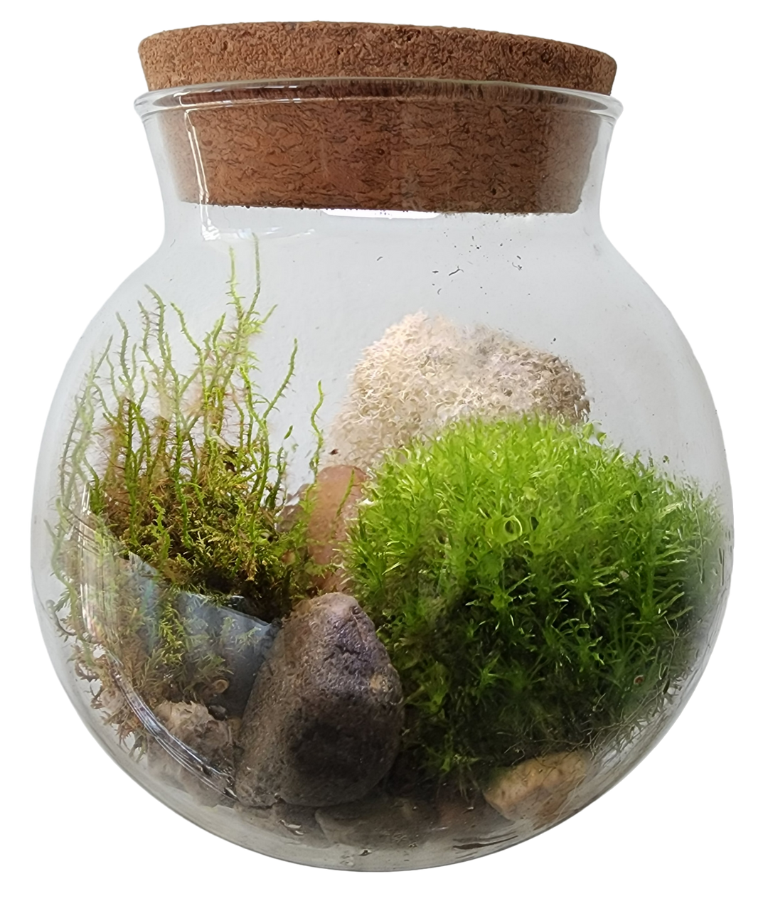 MossBowl Glass Terrarium