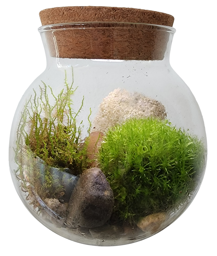 MossBowl Glass Terrarium