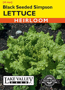 LETTUCE BLACK SEEDED SIMPSON   HEIRLOOM