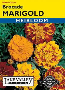 MARIGOLD BROCADE MIXED COLORS HEIRLOOM