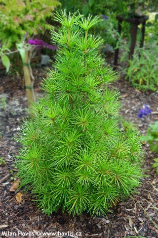 Umbrella Pine - Beauty Green