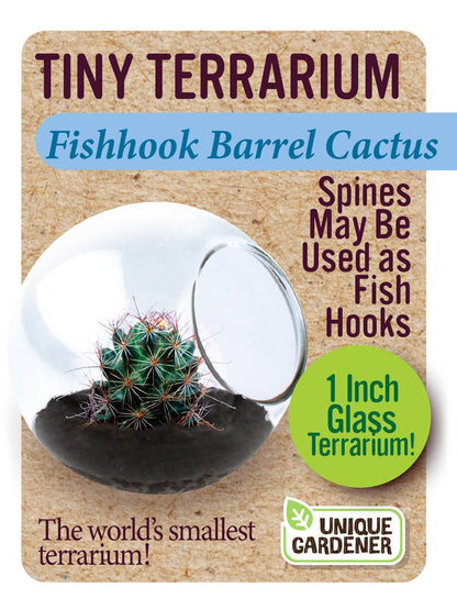 Tiny Terrarium Cactus