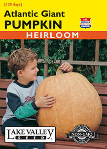 PUMPKIN ATLANTIC GIANT HUGE   HEIRLOOM