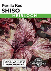 SHISO PERILLA RED HEIRLOOM