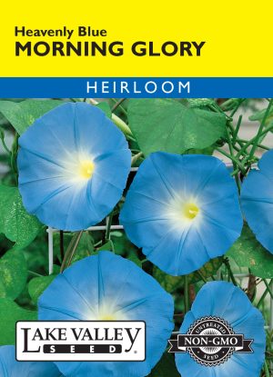 MORNING GLORY - HEAVENLY BLUE HEIRLOOM