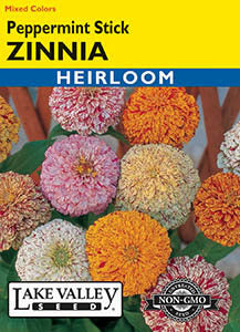 ZINNIA PEPPERMINT STICK MIXED COLORS  HEIRLOOM