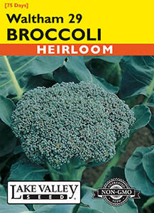 BROCCOLI WALTHAM 29  HEIRLOOM