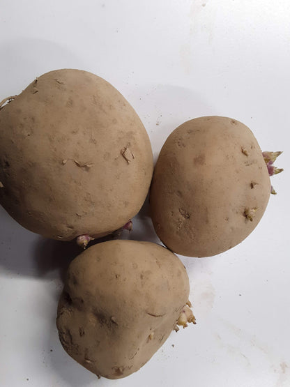 Seed Potato - Kennebec