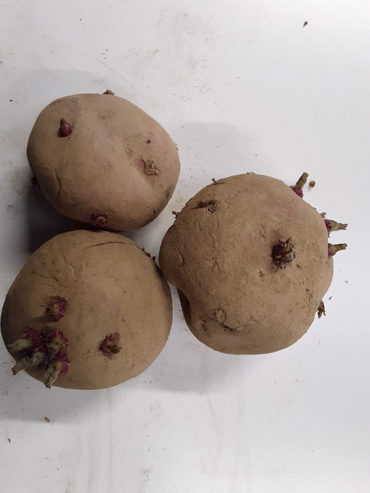 Seed Potato - Red Pontiac