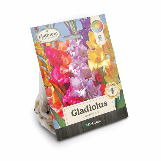 Gladiolus, Rainbow Mix Bulb