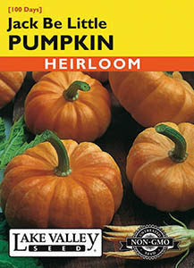 PUMPKIN JACK BE LITTLE (MINIATURE)  HEIRLOOM