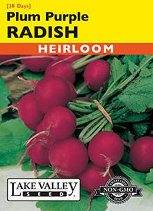 RADISH PLUM PURPLE  HEIRLOOM