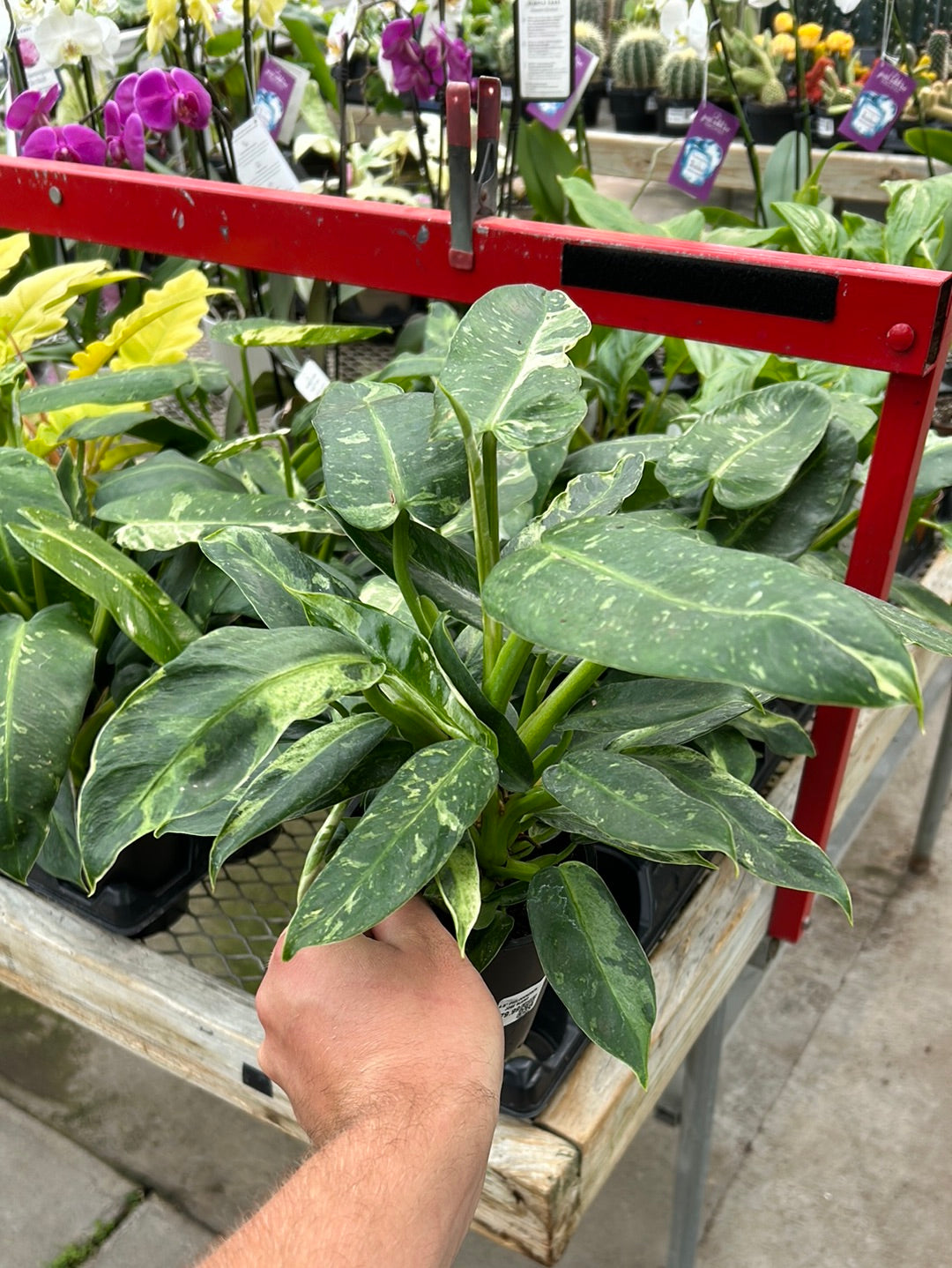 4.5" PHILODENDRON JOSE BUENO