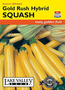 SQUASH SUMMER GOLD RUSH HYBRID