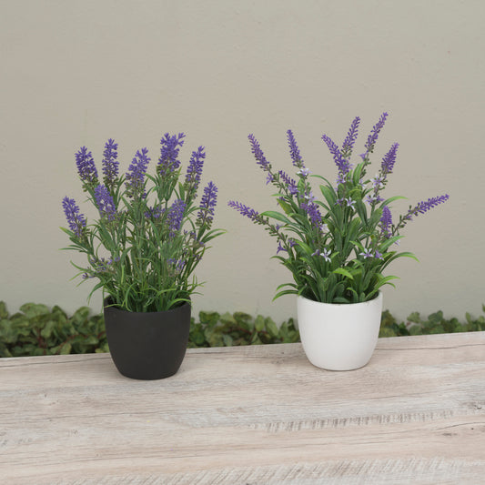 11.81"H Potted Lavender