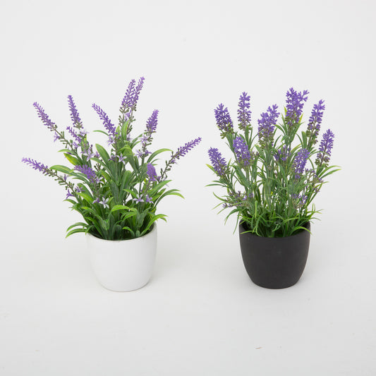 11.81"H Potted Lavender