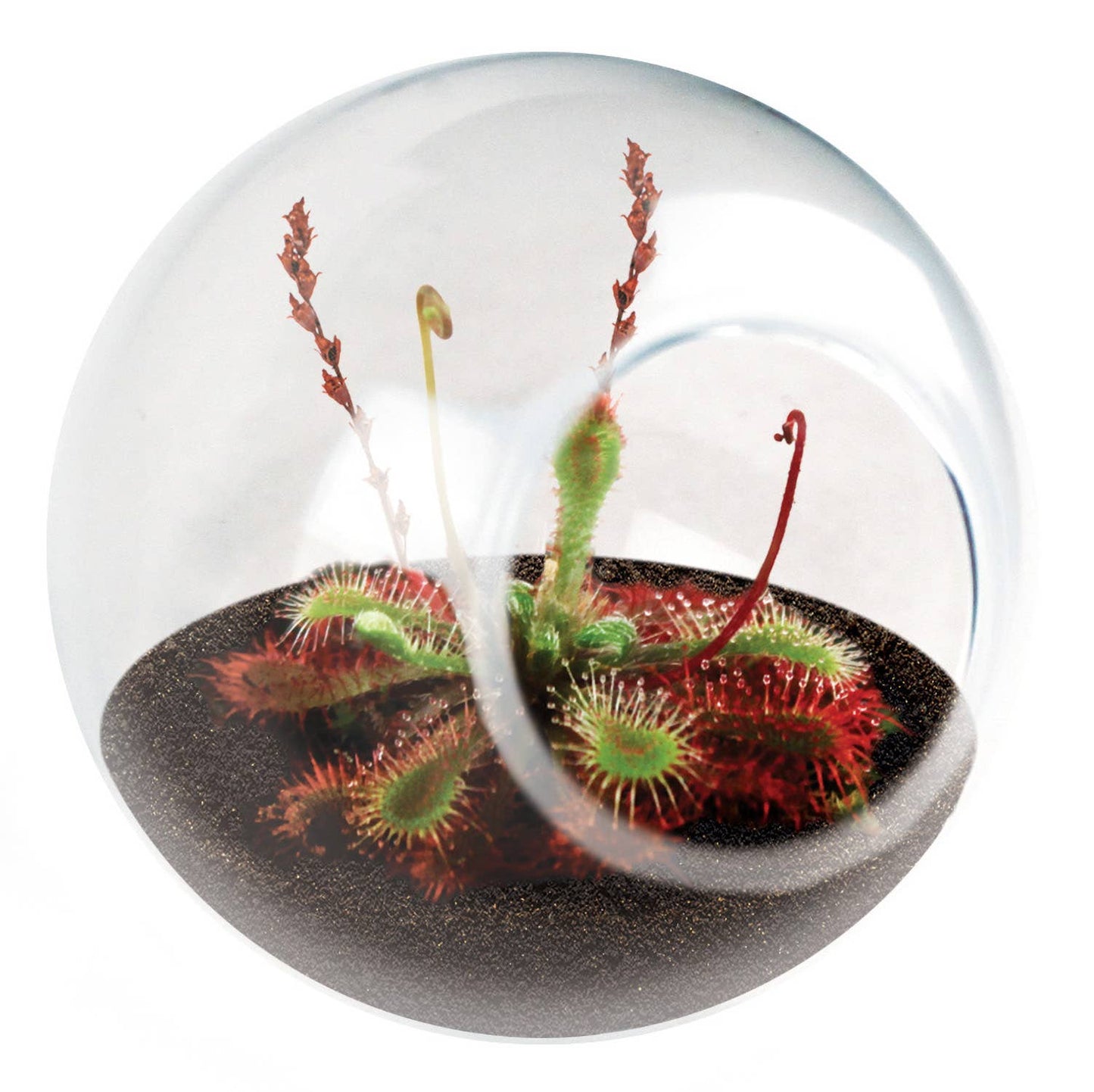Tiny Terrarium Carnivorous Glass Terrarium Sundew
