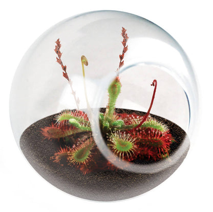 Tiny Terrarium Carnivorous Glass Terrarium Sundew