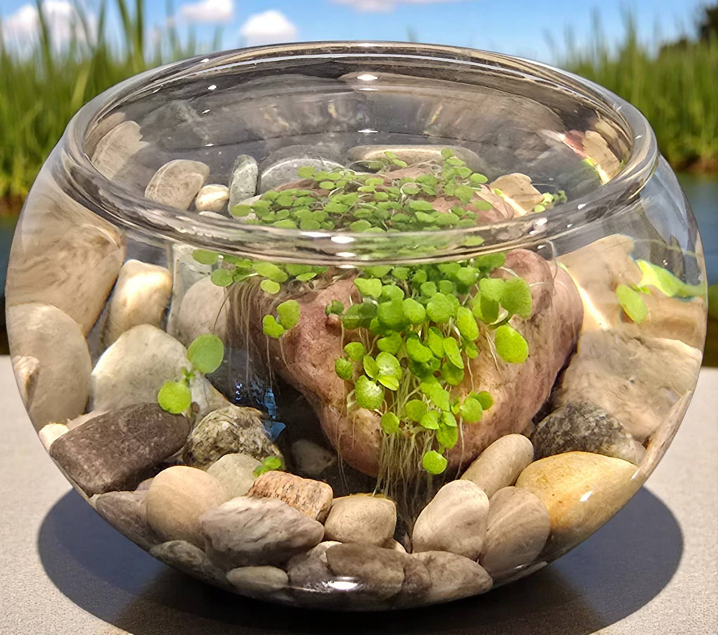 Mini WaterPlants