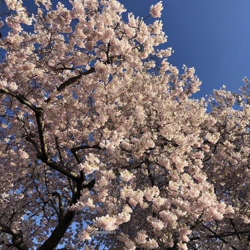 Cherry - Yedo Akebono Yoshino