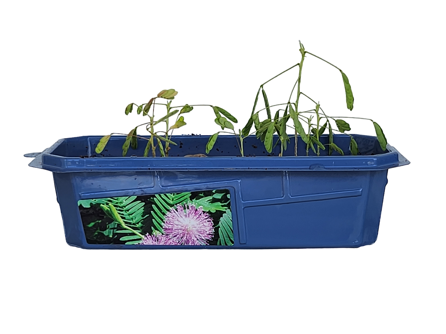 Astounding Moving Plant Terrarium
