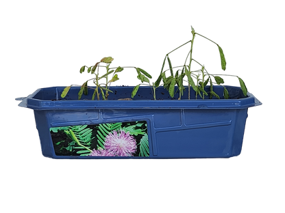 Astounding Moving Plant Terrarium