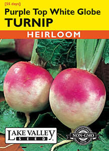 TURNIP PURPLE TOP WHITE GLOBE  HEIRLOOM