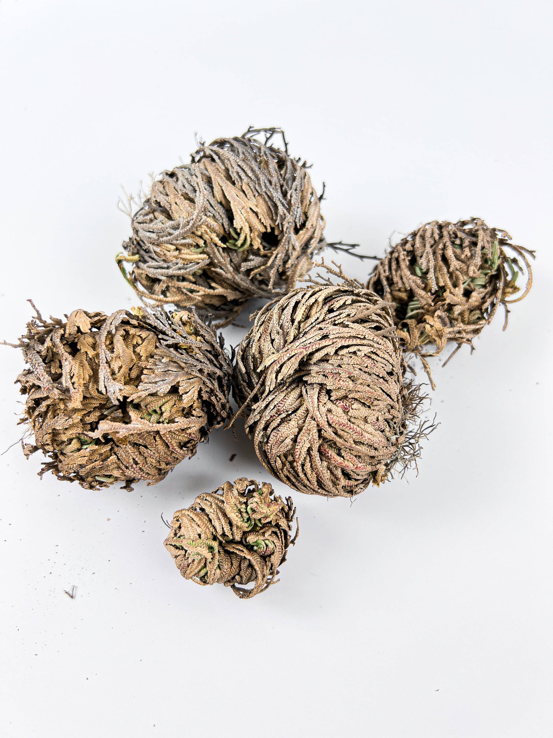 rose of jericho plant prayer Jericho Flower